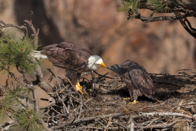 Bald-Eagle;Eagle;Haliaeetus-leucocephalus;Nest;avifauna;bird;birds;chick;color-i